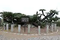 全景