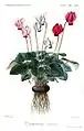 Cyclamen