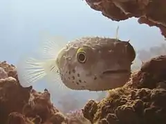 エジプト、南シナイ県にて