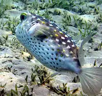 エジプト、タバ沿岸にて