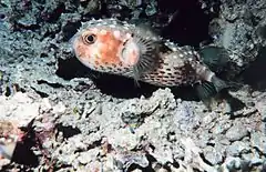アカバ湾にて