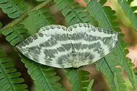 オオカギバ C. substigmaria, 日本