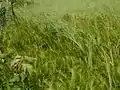 群落の様子