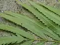 側羽片の葉脈