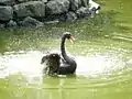 旭山動物園(北海道)