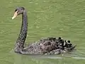 松江フォーゲルパーク(島根県)