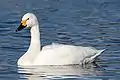 コハクチョウC. columbianus