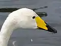 頭部