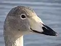 幼鳥の頭部