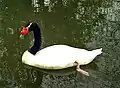 クロエリハクチョウC. melancoryphus
