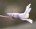花冠の基部より後ろ(写真で左)に飛び出たものが距(ツタバウンラン)