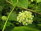 開花すると5裂けて星形になるが、蕾のときは丸い形をしている。
