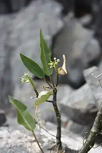 33. キョウチクトウ科 (旧ガガイモ科) イケマ属(英語版) の Cynanchum phillipsonianum。北部のアンカラナ特別自然保護区にて。