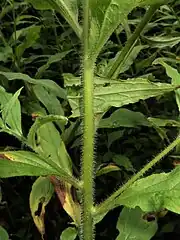 茎に長さ2mmになる開出毛が生える。