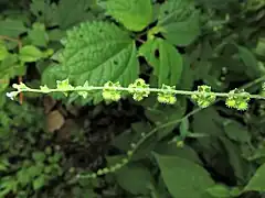 萼は深く5裂し、裂片は果時に長くなる。