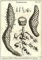 "Cynomorion" ミケーリの『新しい植物類』(1729)から