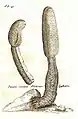 "Fungus coccineus Melitensis Typhoides" from Icones et Descriptiones rariarum plantarum…, w:Paolo Boccone (1674)