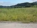 河川敷に生育している様子ぬきんでて伸びているのが本種