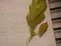 小穂の拡大像