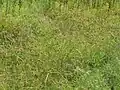 休耕田に繁茂している様子
