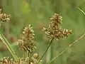 花序の拡大像