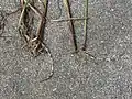 地下部