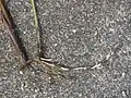 匍匐茎