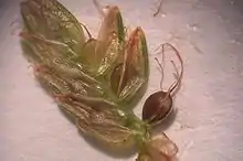 カワラスガナ（カヤツリグサ科）鱗片毎に花が含まれる