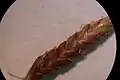 小穂の拡大像