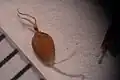 果実と柱頭を示す