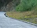 群生の様子（他種も混じる)ここでは道路脇の一時的水溜まりに発生していた。