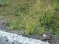 同じく、根元が水に浸かる状態に多数の株がある。