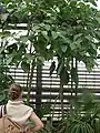 樹の姿
