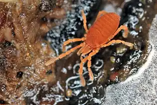 Cyphophtalmus duricorius
