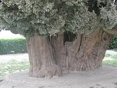 木の根元