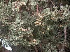 درخت بعد از چهار هزار سال هنوز بارور می‌شود.