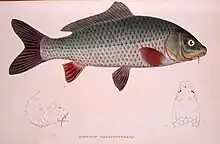 Cyprinus haematopterus。日本に生息する外来の鯉（ユーラシアコイ）