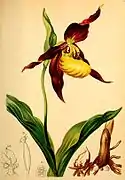Cypripedium calceolus