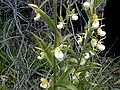 Cypripedium californicum1茎に多花をつける種