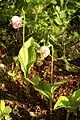 Cypripedium guttatum2葉を対生状につける例