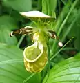 キバナノアツモリソウの花
