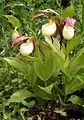 Cypripedium kentuckiense