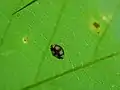 葉裏に止まっている様子