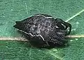 同・黒に近い個体
