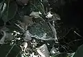 網の様子