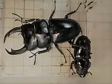 D.shenklingi Mating
