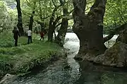 ヴォイドマティスの渓流（ヴィコス・アオウス国立公園）