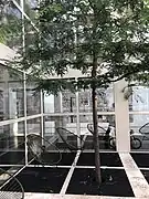 元の庭にある栗の木。