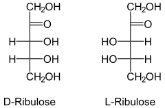 リブロース