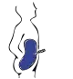 拡散（フレッシュ）